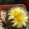 Copiapoa hypogaea barquitensis