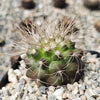 Copiapoa krainziana