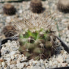 Copiapoa krainziana