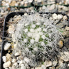 Copiapoa krainziana