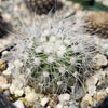 Copiapoa krainziana