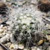 Copiapoa krainziana