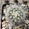 Copiapoa krainziana