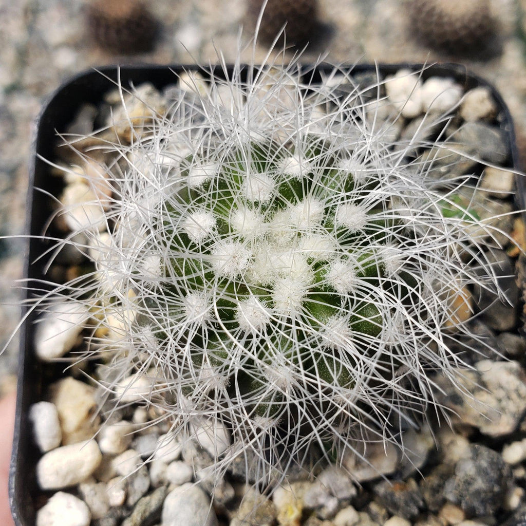 Copiapoa krainziana
