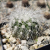 Copiapoa krainziana