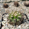 Copiapoa krainziana