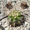 Copiapoa krainziana