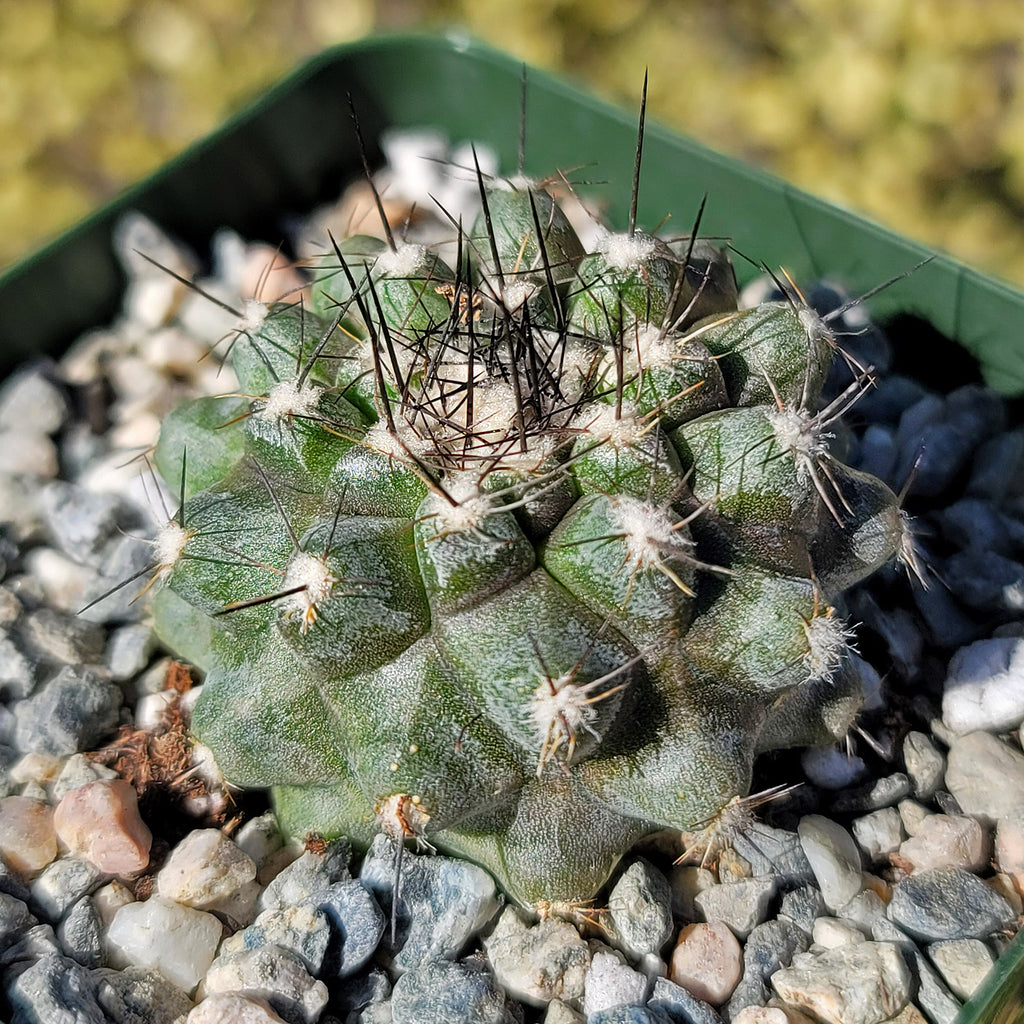 Copiapoa leonensis