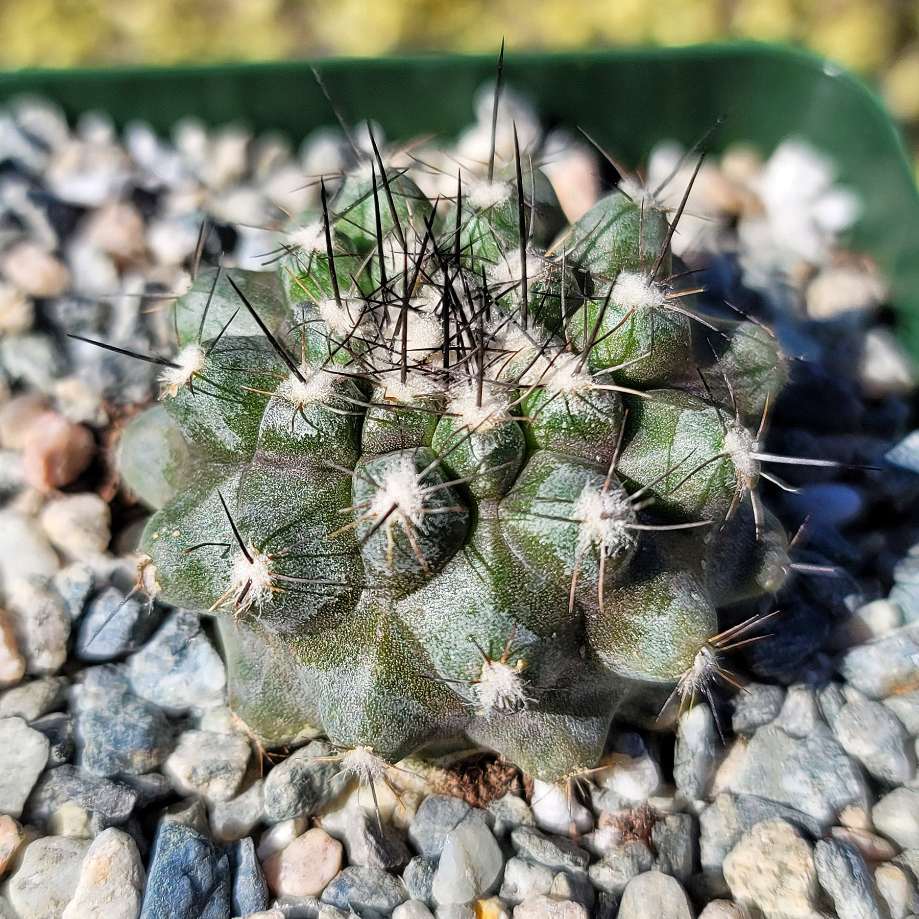 Copiapoa leonensis