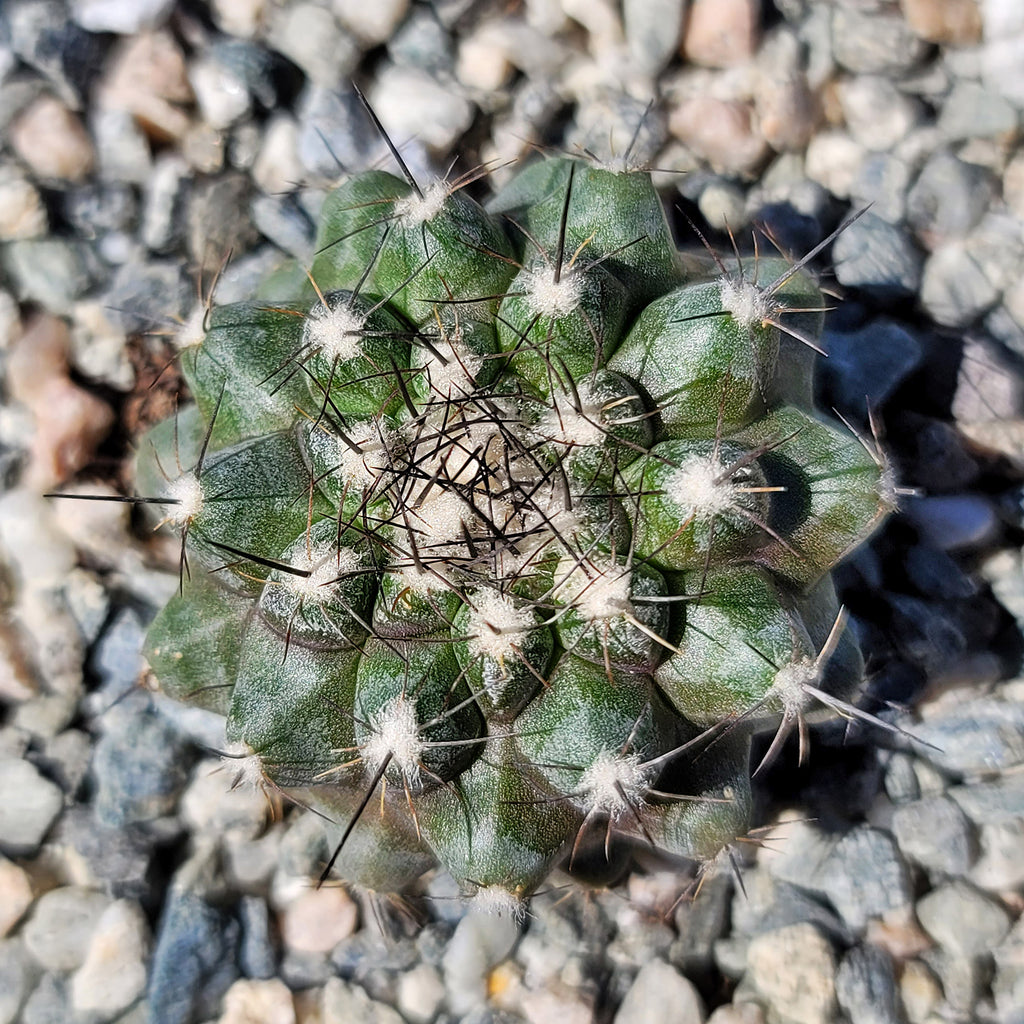 Copiapoa leonensis