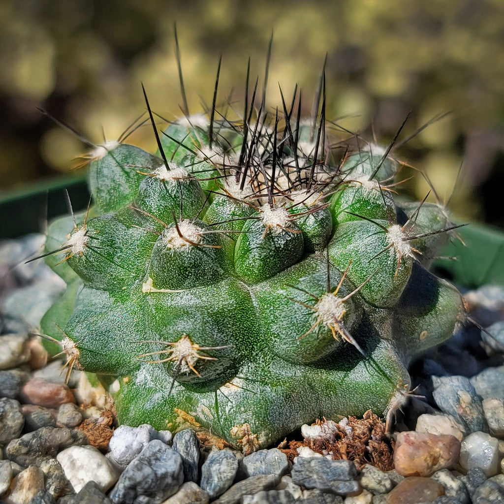 Copiapoa leonensis