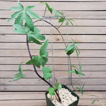 climbing succulent vine Corallocarpus Welwitschii Succulent | Order Online