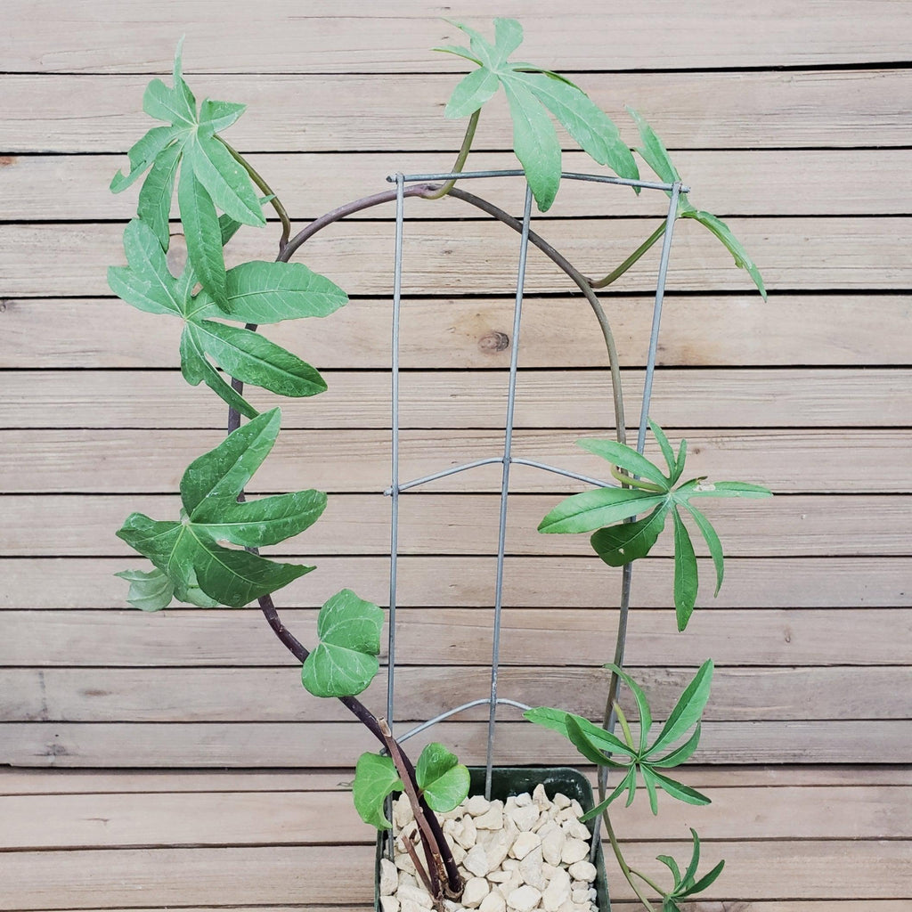 Corallocarpus welwitschii