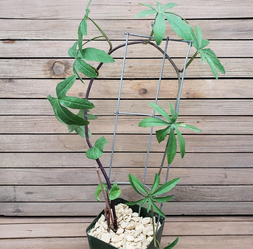 Corallocarpus welwitschii