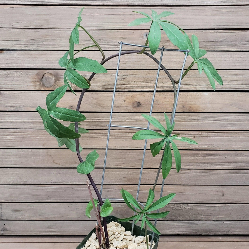 Corallocarpus welwitschii