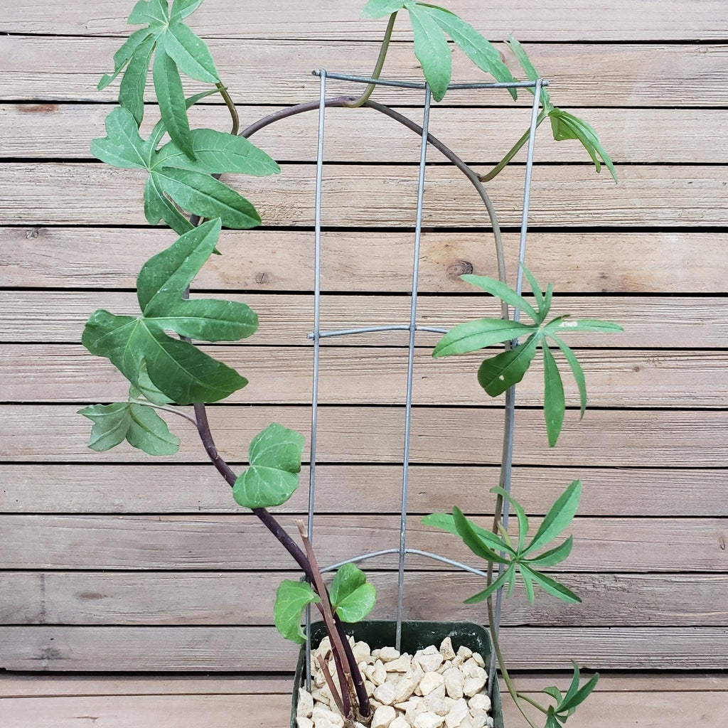 Corallocarpus welwitschii