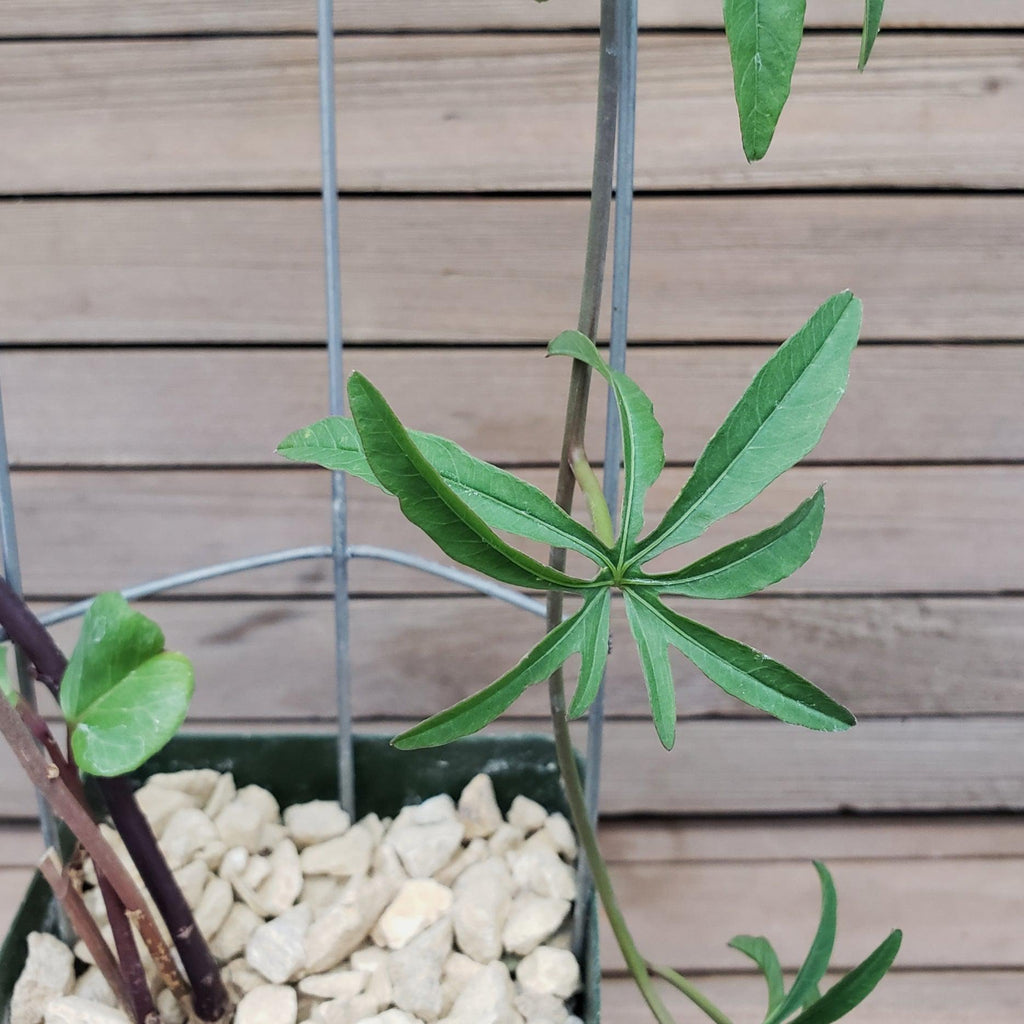 Corallocarpus welwitschii