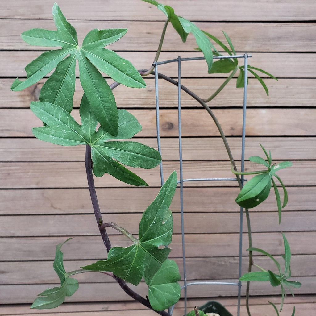 Corallocarpus welwitschii