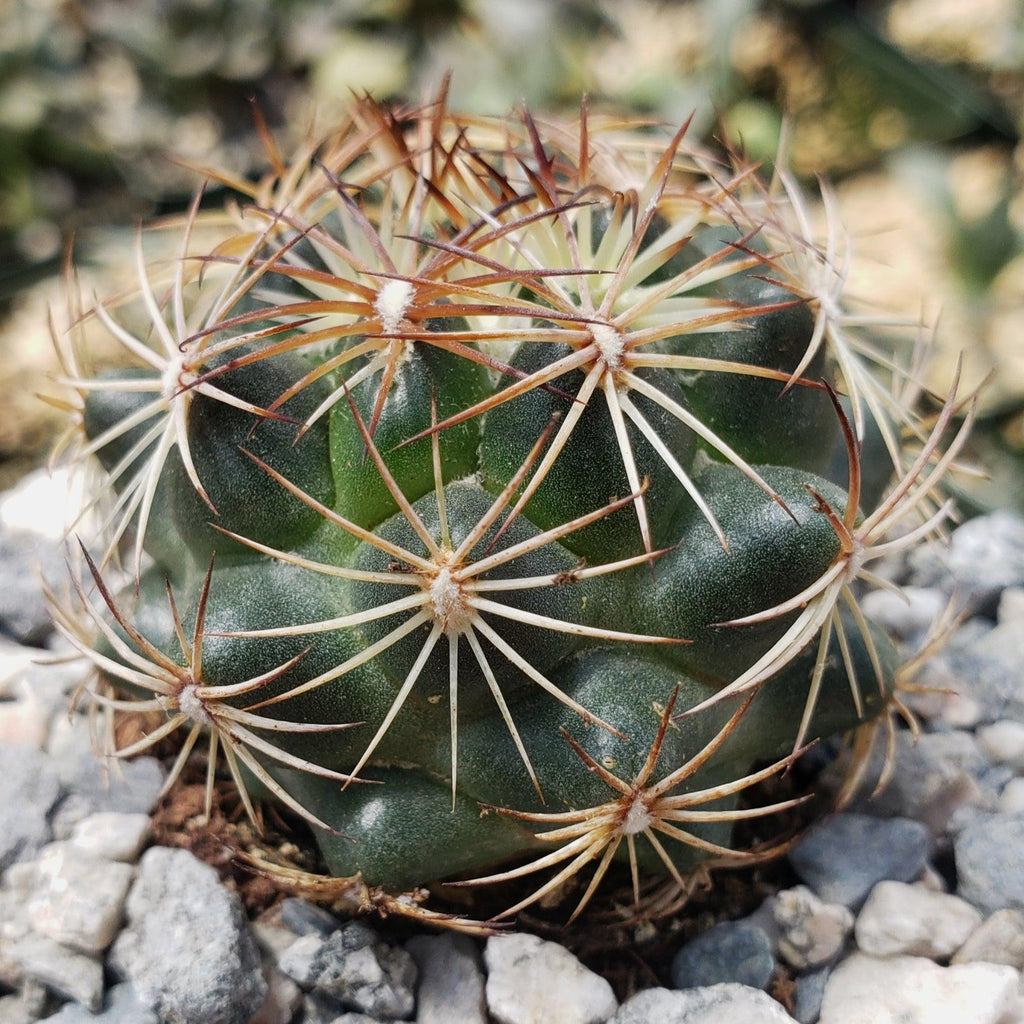 Coryphantha compacta