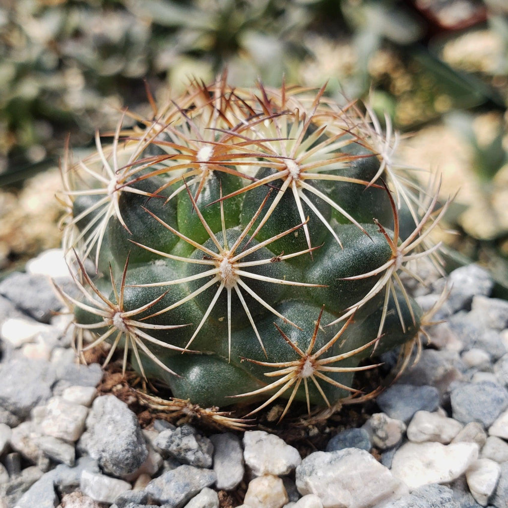 Coryphantha compacta
