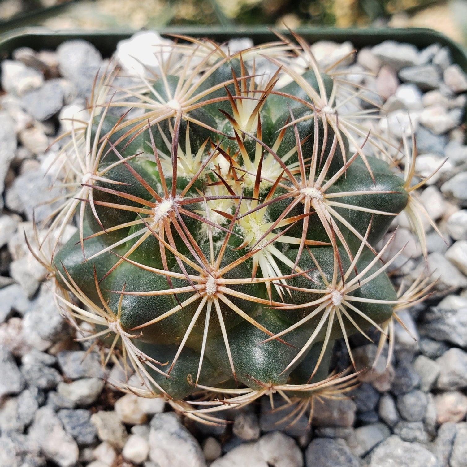 Coryphantha compacta