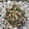 Coryphantha compacta
