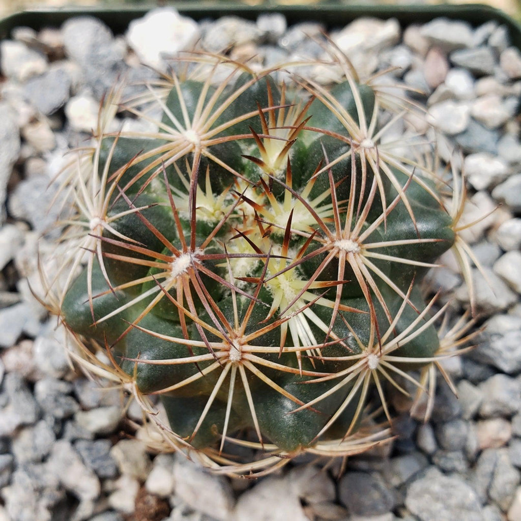 Coryphantha compacta