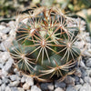 Coryphantha compacta