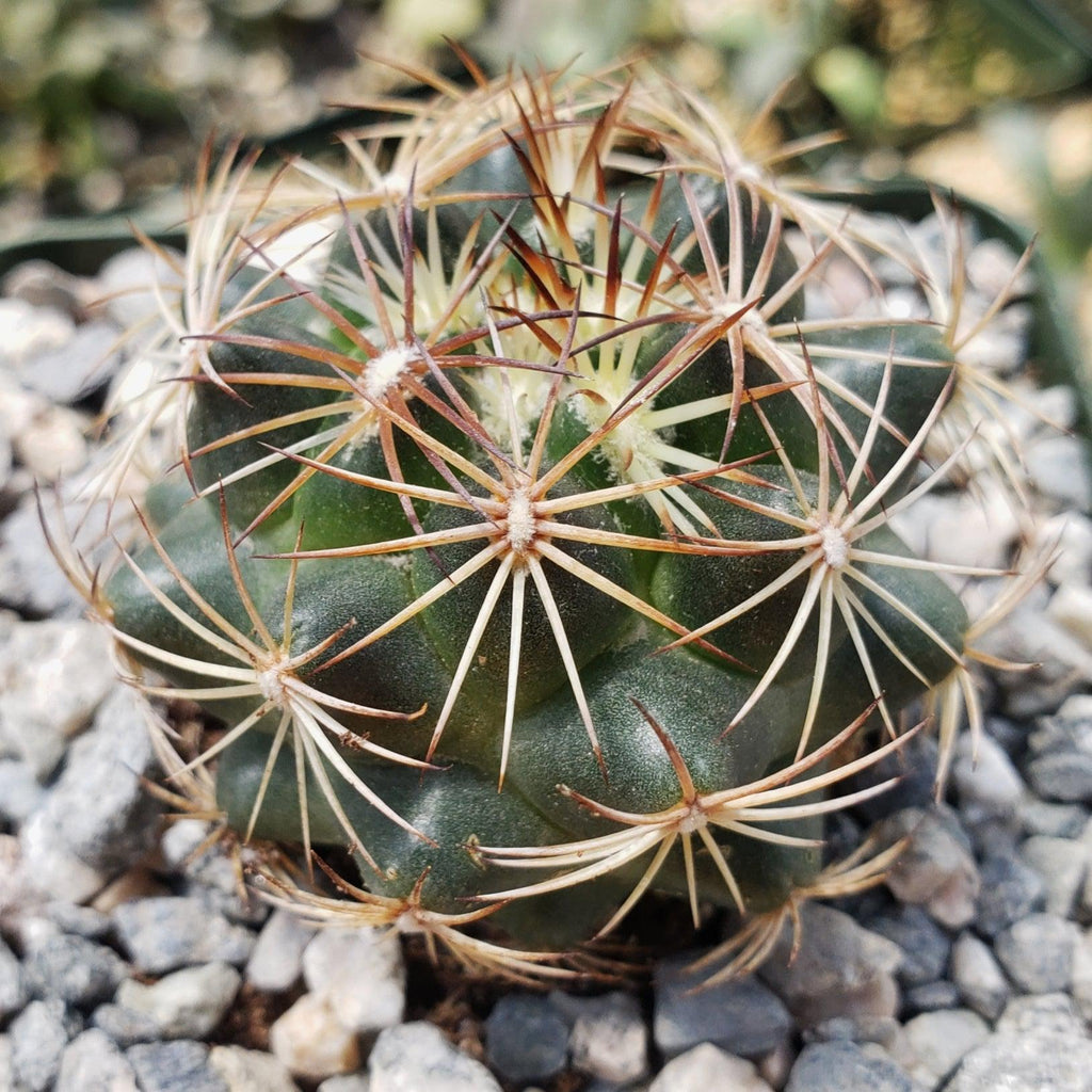 Coryphantha compacta