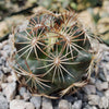 Coryphantha compacta