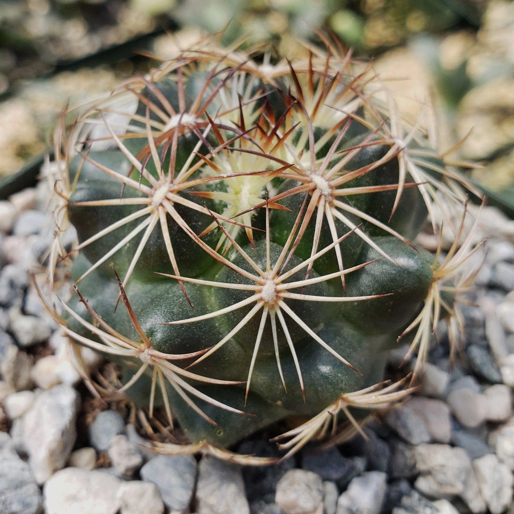 Coryphantha compacta