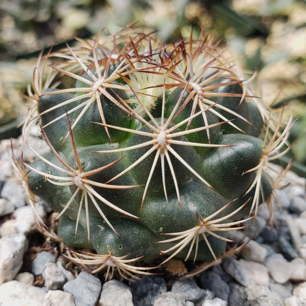 Coryphantha compacta
