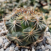 Coryphantha compacta
