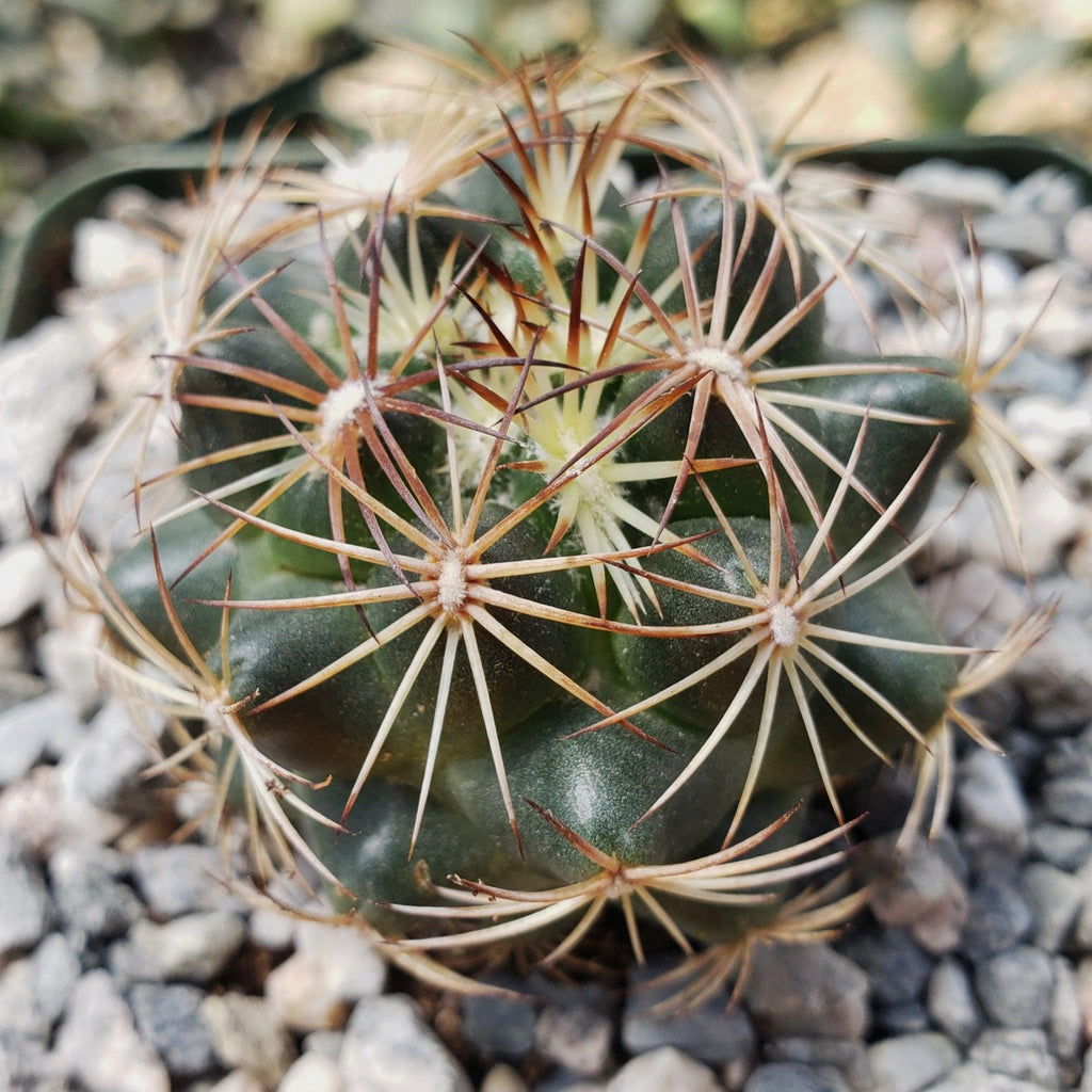 Coryphantha compacta