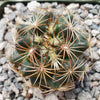 Coryphantha compacta