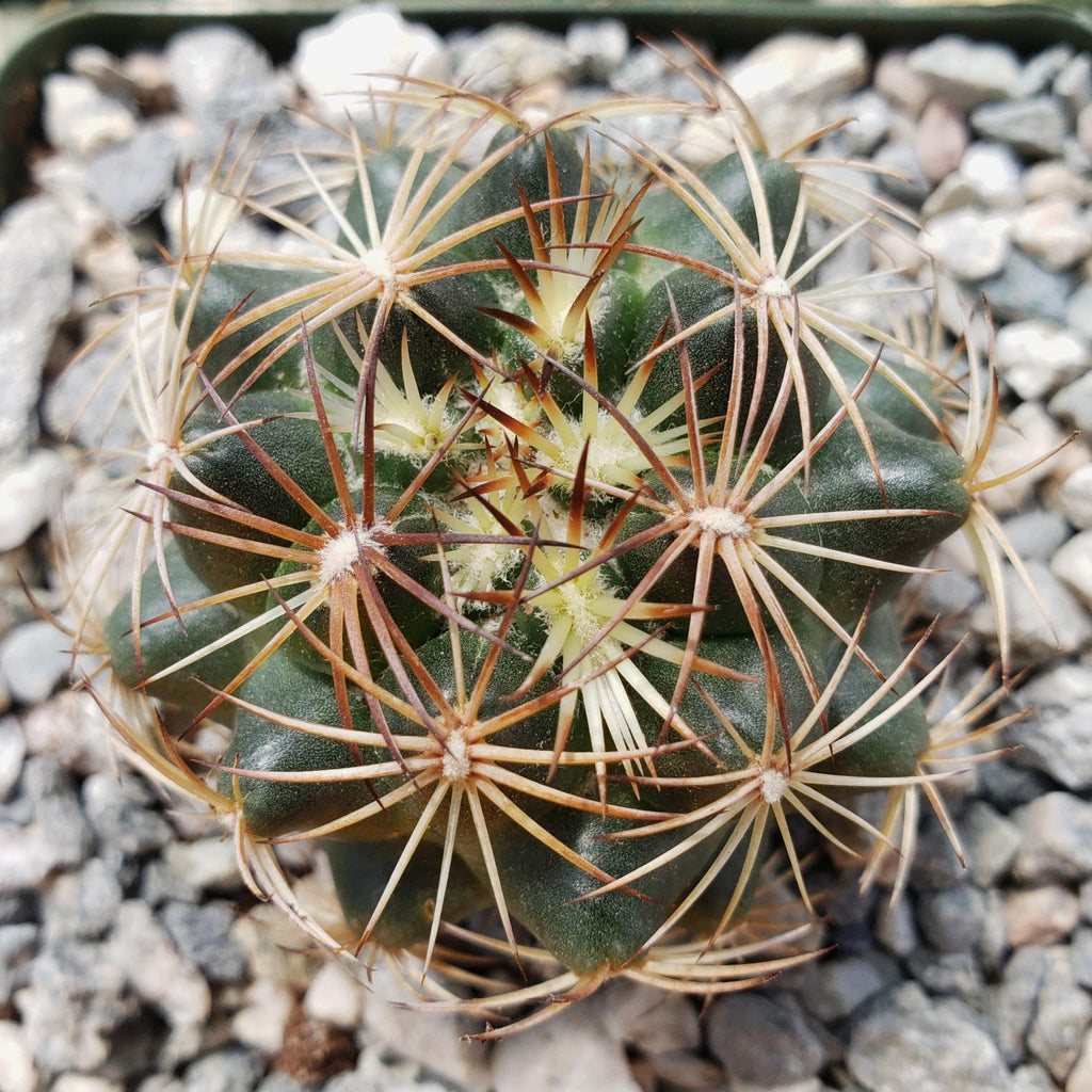 Coryphantha compacta