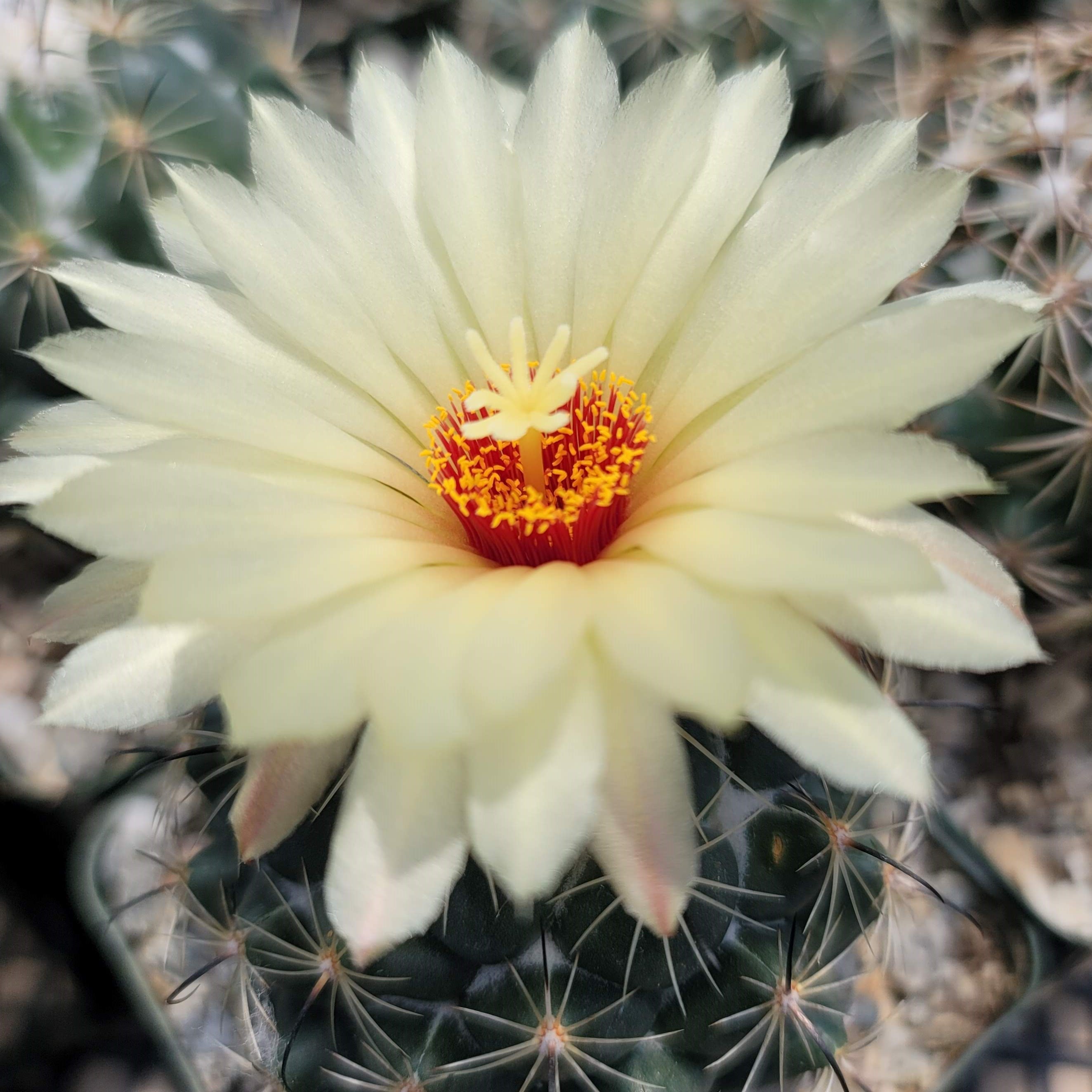 Coryphantha cornifera