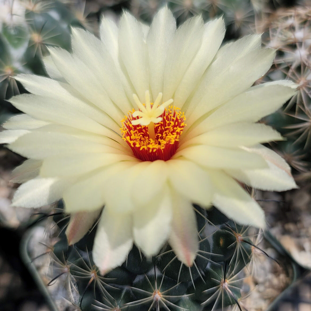 Coryphantha cornifera
