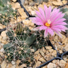 Coryphantha Micromeris cactus with long white spines and a pink flower, potted in tan gravel in a black plastic container.