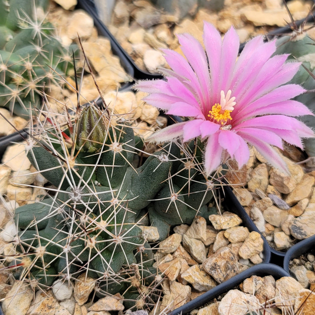 Coryphantha Micromeris cactus with long white spines and a pink flower, potted in tan gravel in a black plastic container.