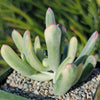 Cotyledon orbiculata variegated - Pig&