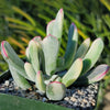 Cotyledon orbiculata variegated - Pig&