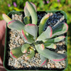 Cotyledon orbiculata variegated - Pig&