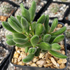 Crassula congesta