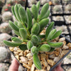 Crassula congesta