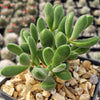 Crassula congesta