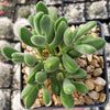 Crassula congesta