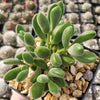 Crassula congesta