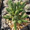 Crassula congesta