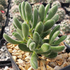 Crassula congesta